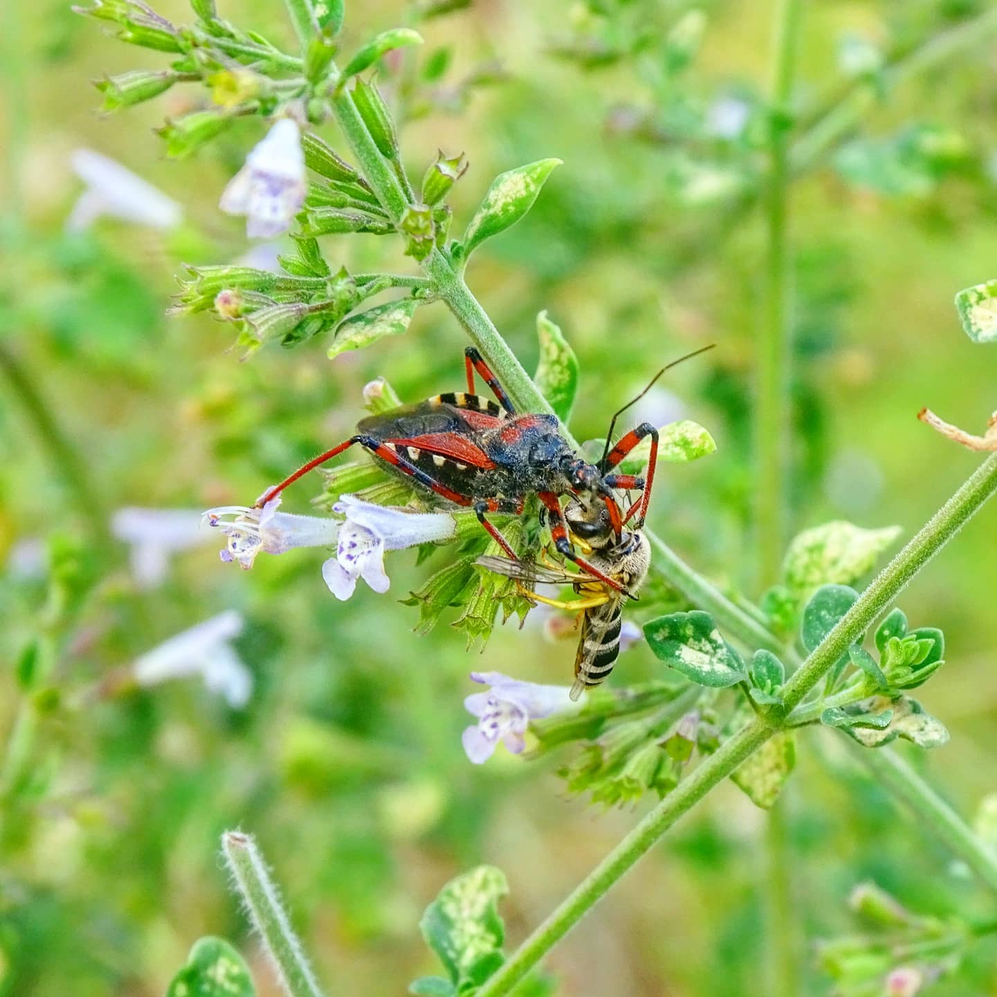 Rhynocoris iracundus & Andrena flavipes