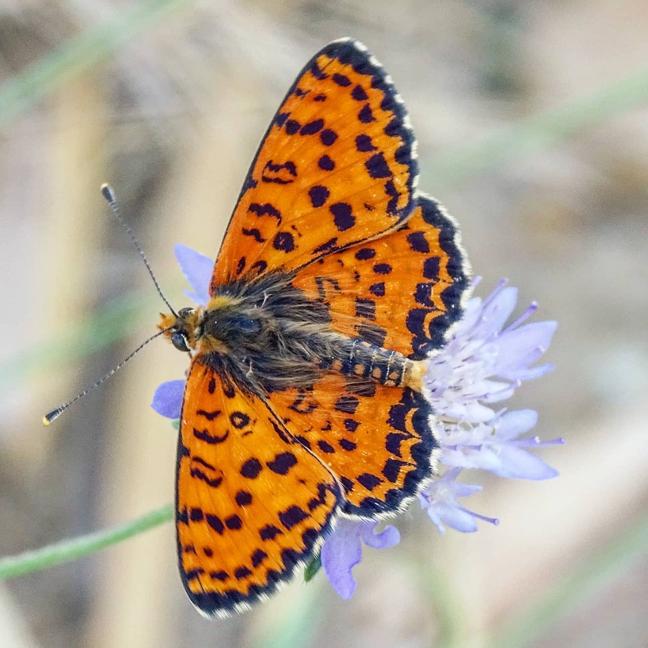 Melitaea didyma