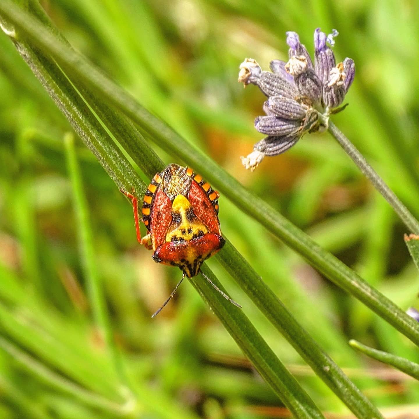 Codophila varia
