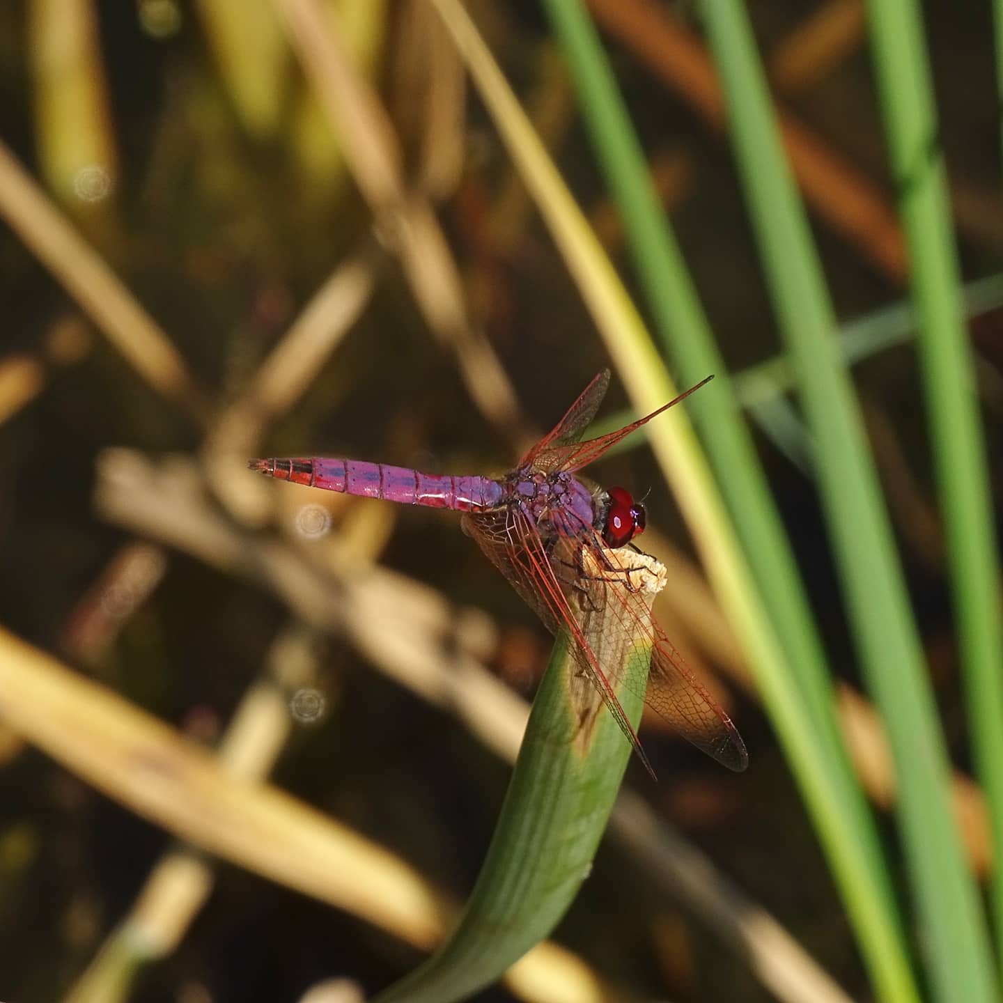 Trithemis annulata