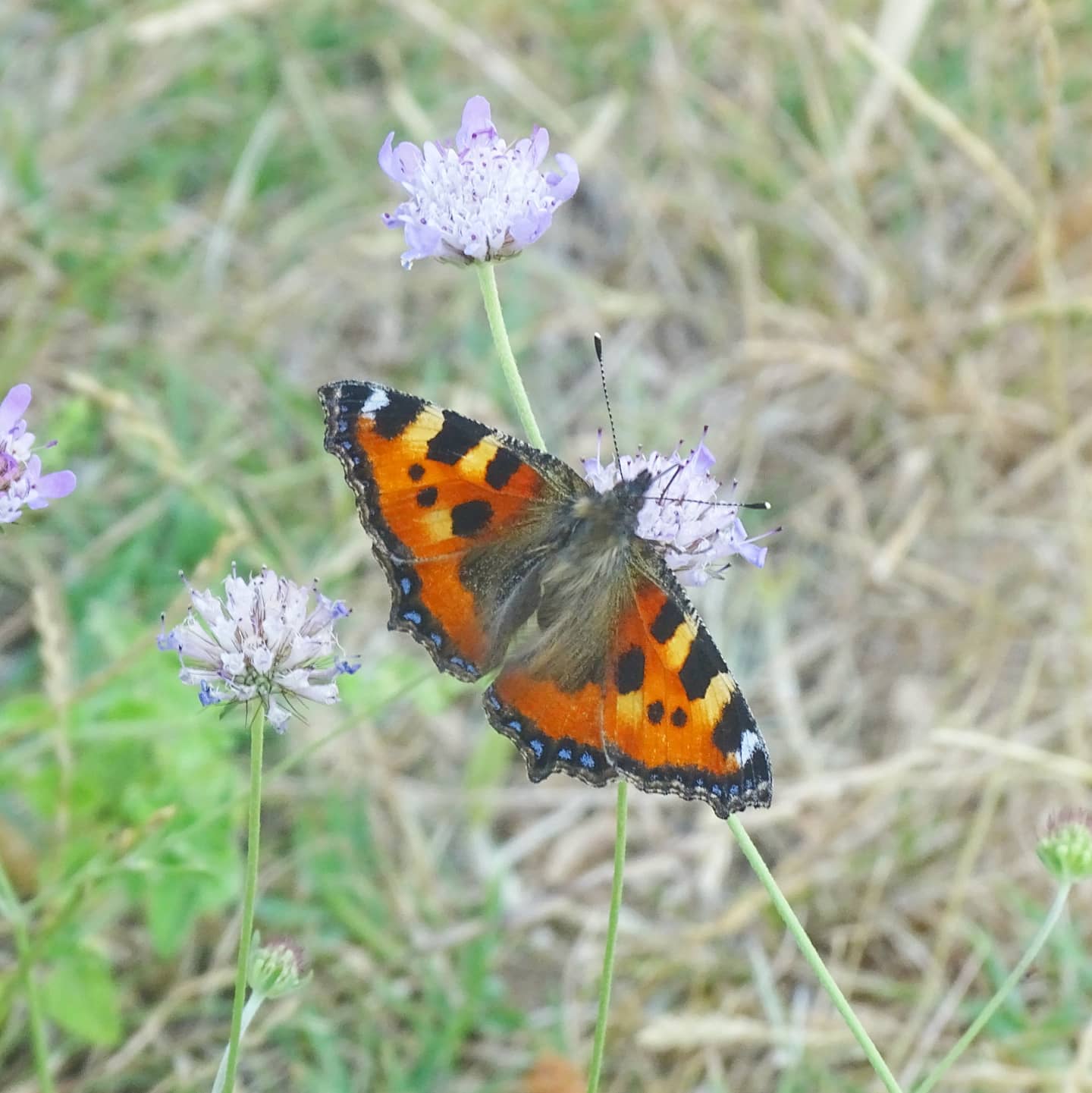 Aglais urticae