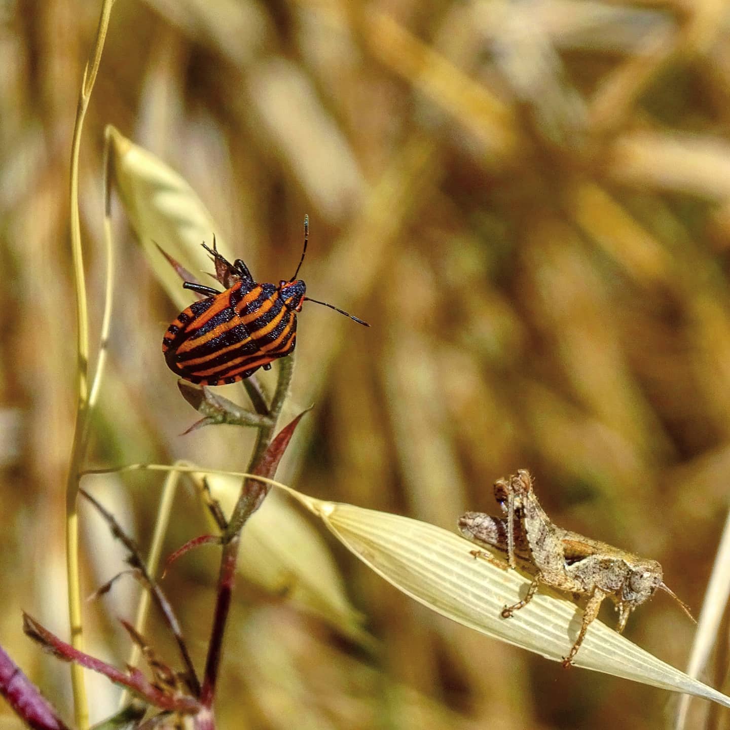 Graphosoma italicum