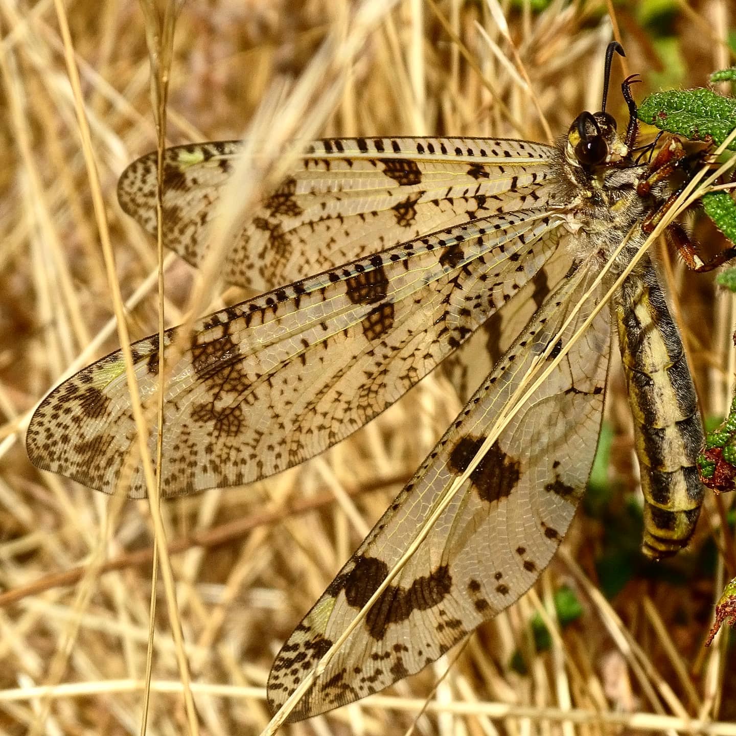 Palpares libelluloides