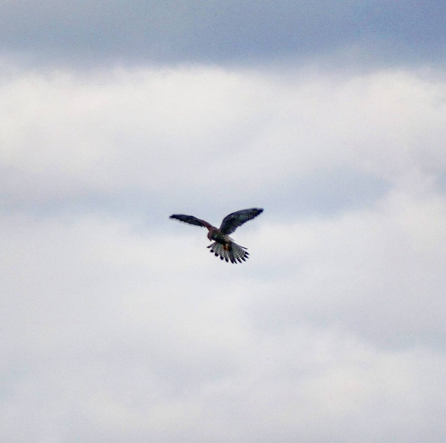 Falco tinnunculus