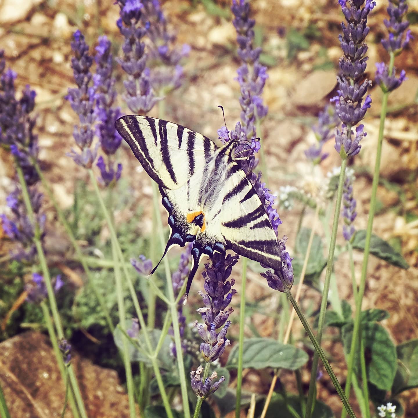 Iphiclides podalirius