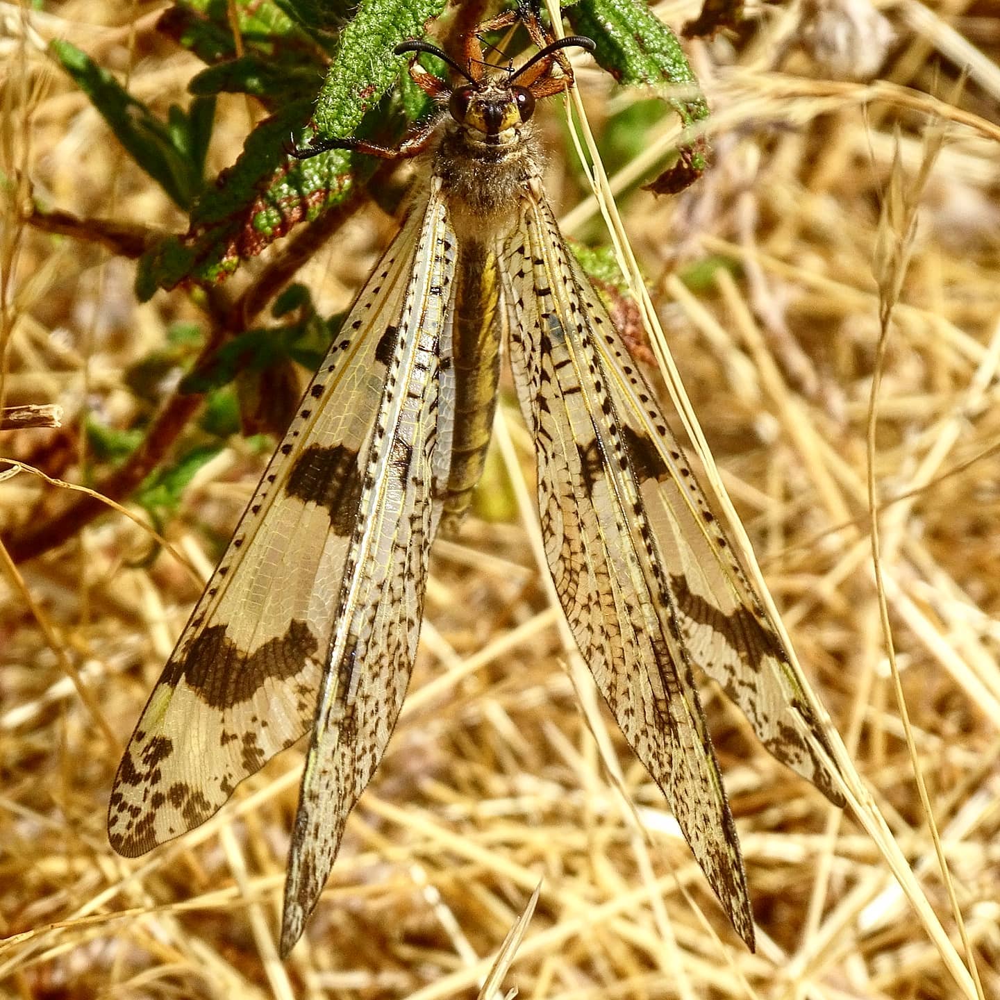 Palpares libelluloides