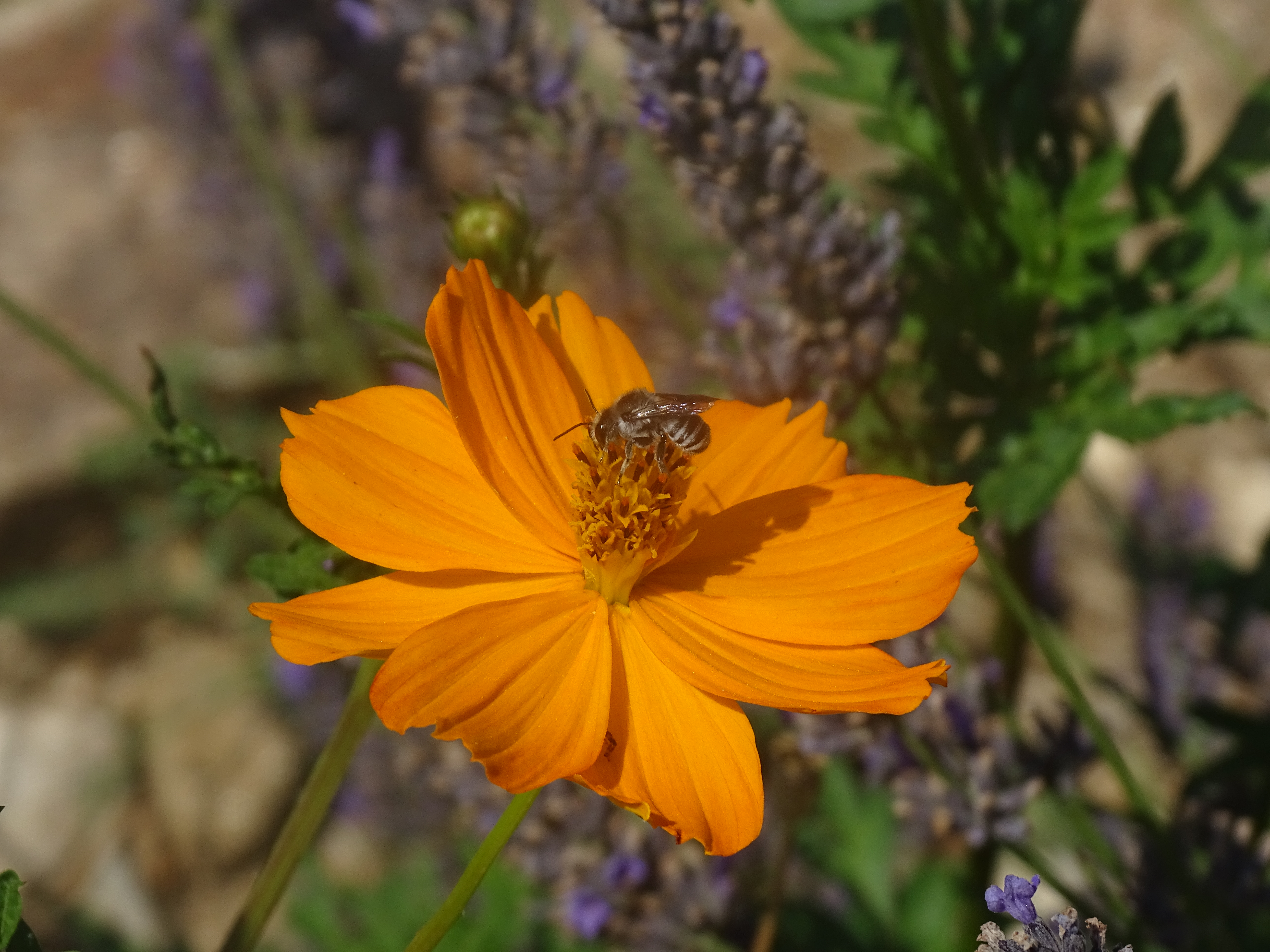 Andrena flavipes