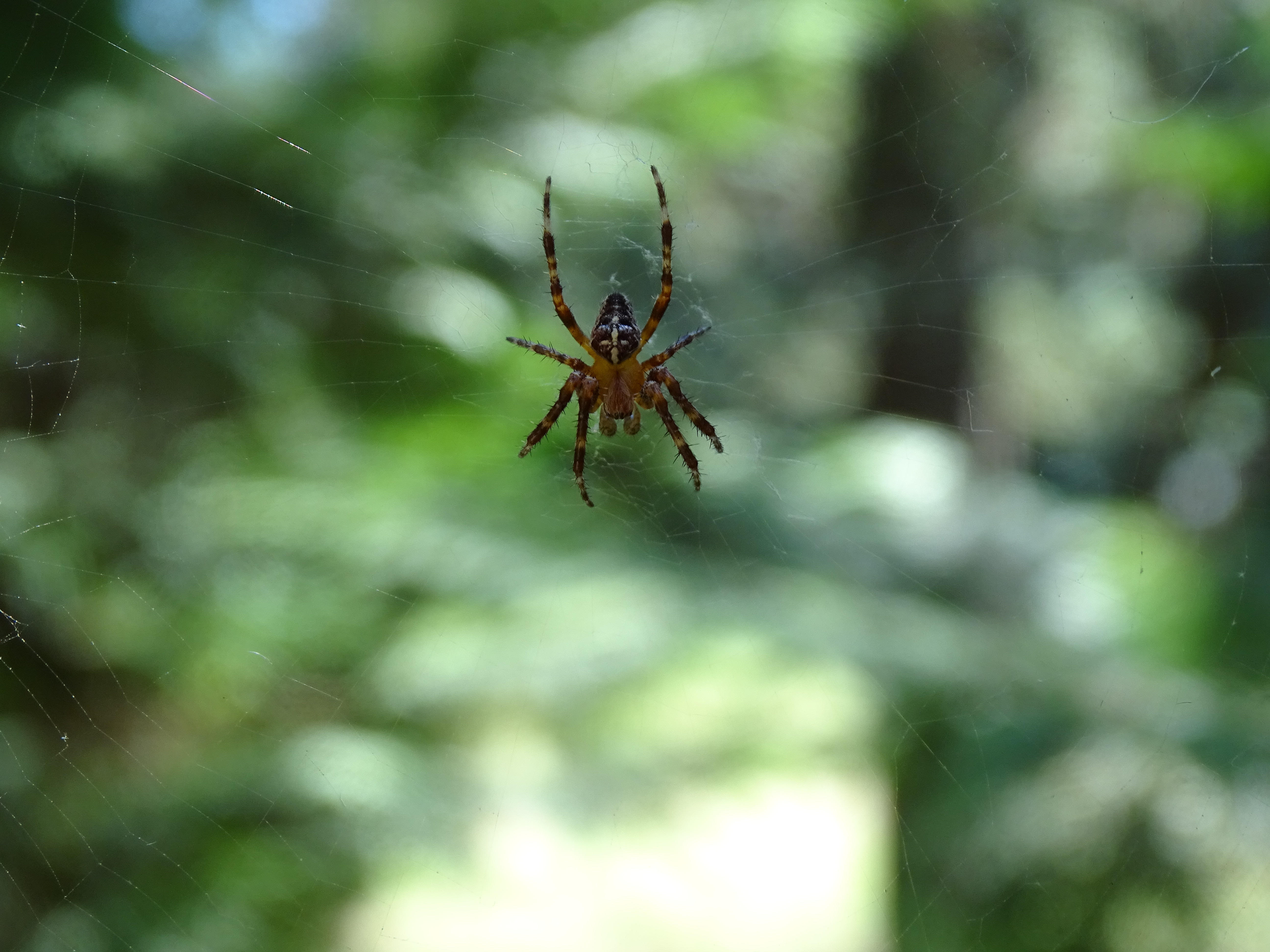 Araneus diadematus