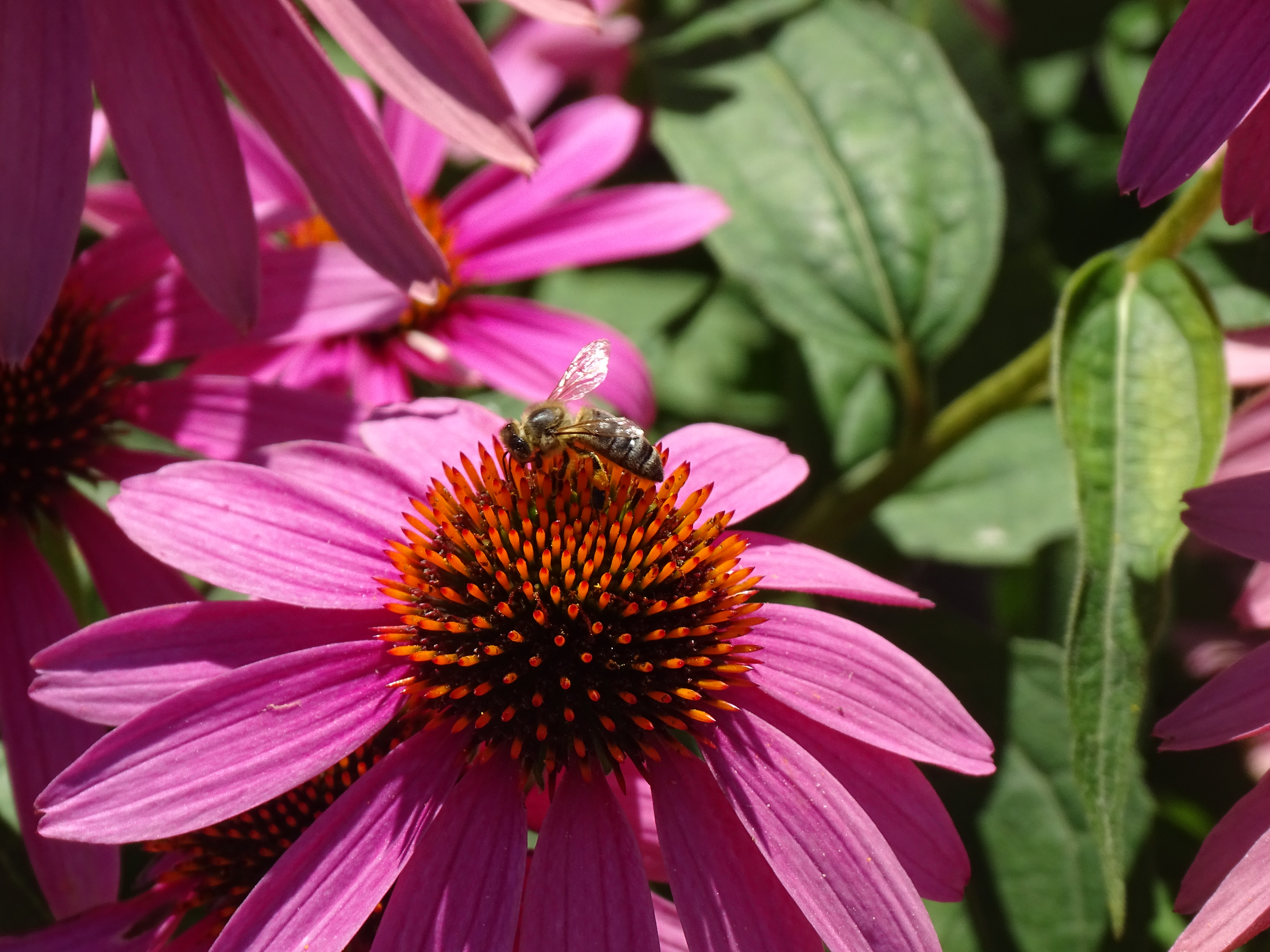 Andrena flavipes