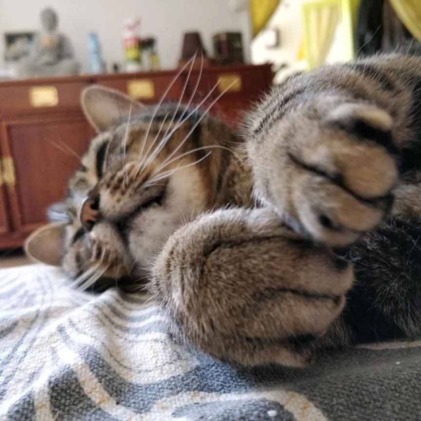 My lovely cat, George