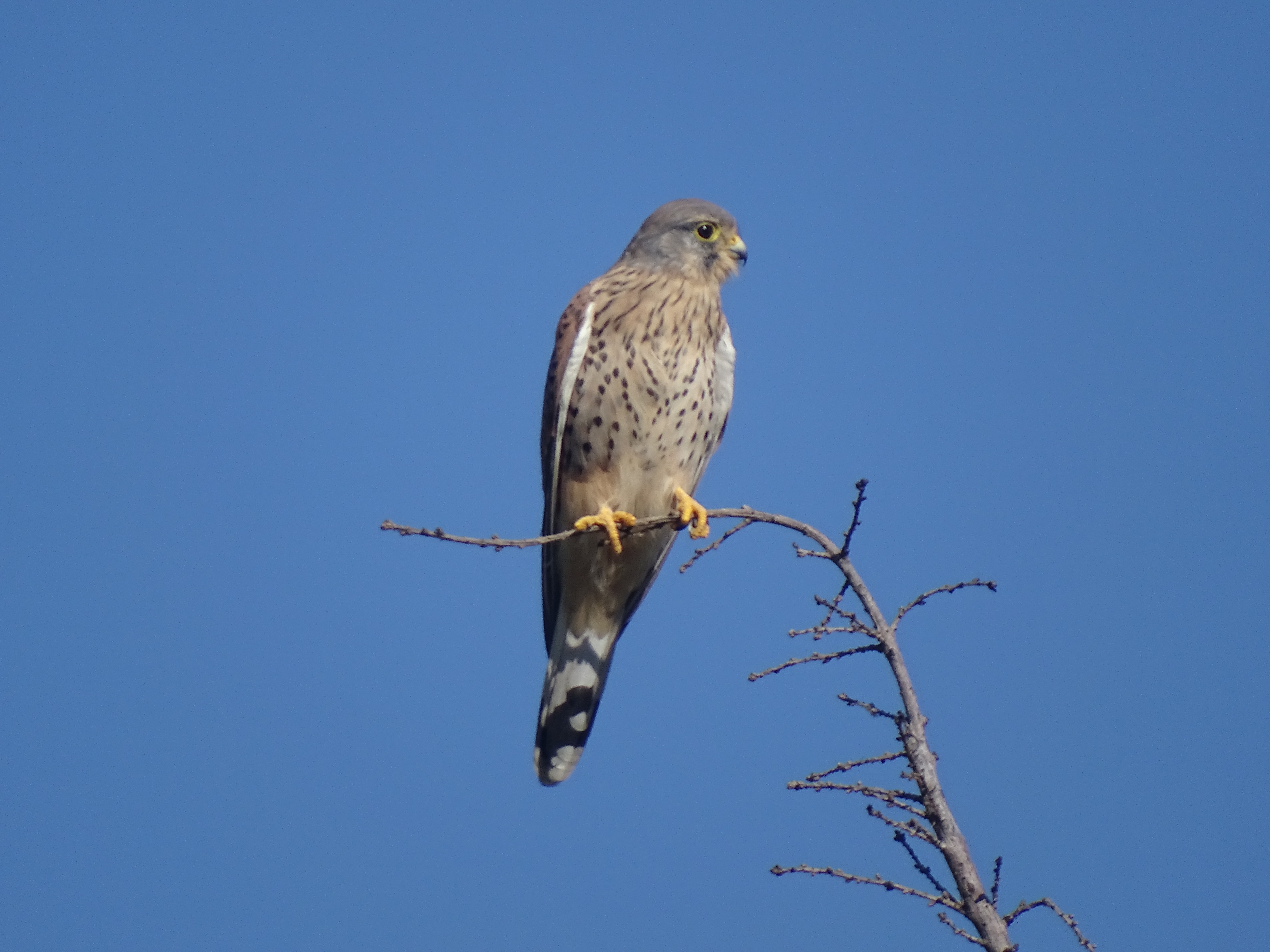 Falco tinnunculus